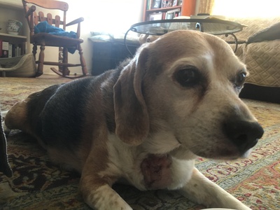 Gus contemplates where it all went wrong