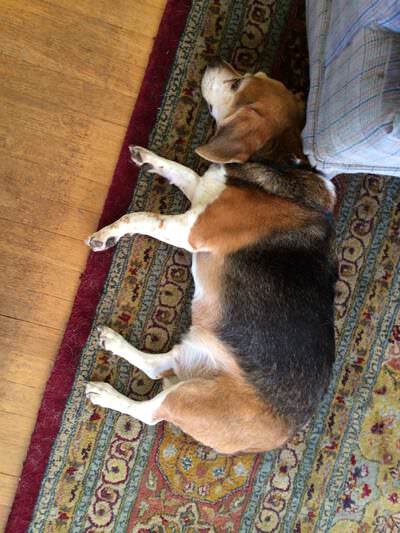 A quick nap on the way to the kitchen