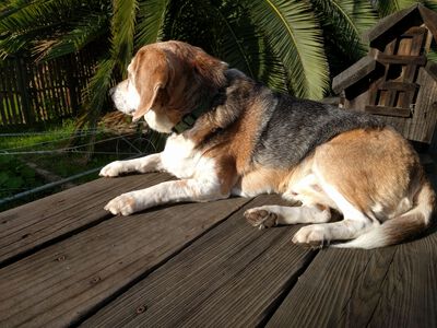 Gazing upon his lands