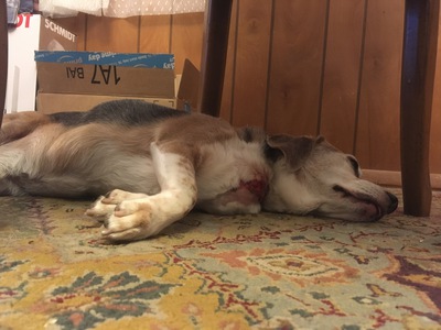 Gus takes his time to recover